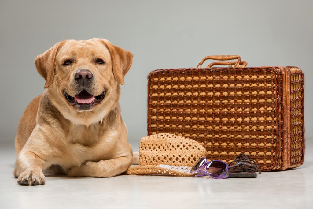 Perro labrador tumbado con una maleta, sombrero y gafas al lado suya